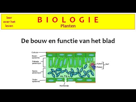 Biologie - Planten - De Bouw En Functie Van Het Blad - - YouTube