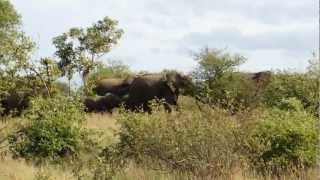 Elephant Stampede