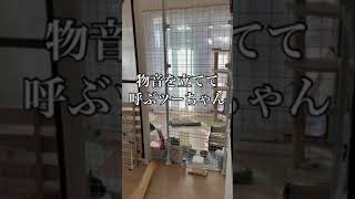 猫による騒音トラブル #shorts