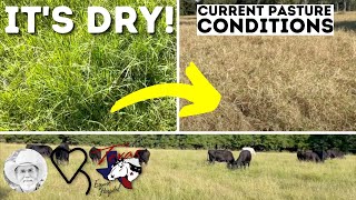 It's Dry!! Current pasture conditions | Regenerative Ranching