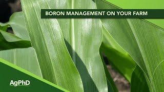 Boron management on your farm.  (From Ag PhD Show #1127 - Air Date 11-10-19)