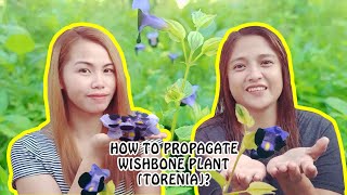 How to propagate wishbone plant | Torenia | Paano magparami ng wishbone plant