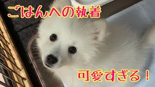 生後3ヶ月子犬　ご飯への執着が可愛すぎます「子犬スピッツ　かえで】