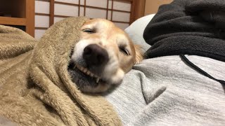 Golden retriever angry while sleeping