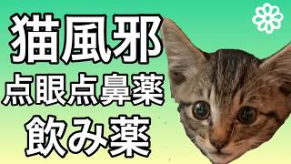 猫風邪　点眼点鼻薬、飲み薬のやり方【保護猫】