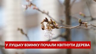 🌸 Аномально тепла зима: у Луцьку почали квітнути дерева