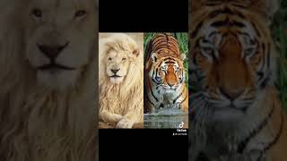 Lion and tiger video :5th vidoe lion tiger 🐅🦁