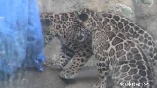 天王寺動物園のジャガー　双子の子供達