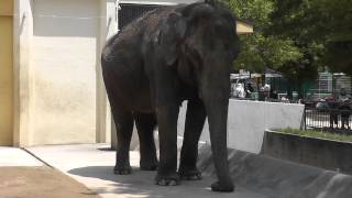 ゾウの姫子　姫路市立動物園　20150510