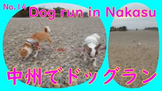 スムースチワワのルネとパリィ、中州でドッグラン/Smooth Chihuahua Rene and Parry go to the dog run on the sandbar.