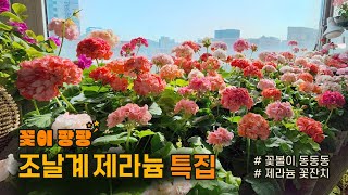 조날계 제라늄 특집 /꽃볼이 동동동 제라늄 꽃잔치 / 멋님네 베란다 정원