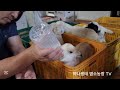 아기 염소 집으로 옴겨 서울 우유 먹이기 baby goat s house seoul milk feeding