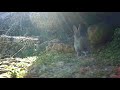 🇮🇹natura videotrappolaggio ep.5 rabbit scene