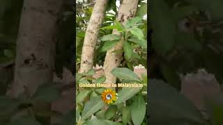 കൊന്ന പൂവ്/കണിക്കൊന്ന/Beautiful Flower/Golden House In Malayalam