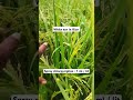 white ear of rice agriculture garden disease gardening