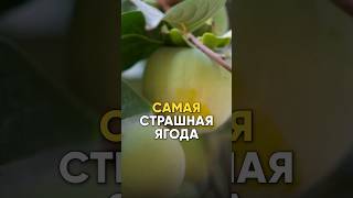 САМАЯ СТРАШНАЯ ЯГОДА #питание #похудение #диета #еда