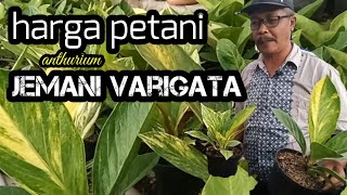 Nyimak HARGA anthurium JEMANI VARIGATA langsung dari petaninya,,mbah RONO bandungan