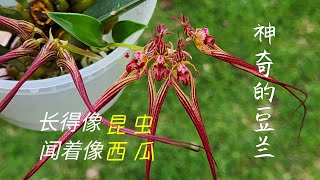 Sophie's Garden 神奇的豆兰，长得像昆虫闻着像西瓜 Bulbophyllum wendlandianum