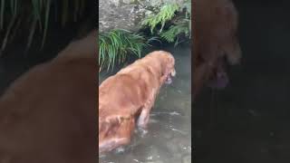 🐶🐶狗狗喜爱的户外活动｜大围山清澈的山泉水，谁能挡得住诱惑？｜#狗狗 #dog