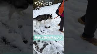 生まれてはじめて雪を見るシベリアンハスキーがとても楽しそう😂