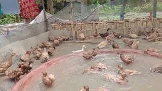 পুকুর ছাড়া অথবা কম পানিতে হাঁস পালন/Rearing Duck without ponds or in less water -3