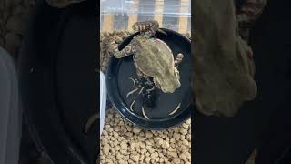 鳥瞰ヒキガエル捕食#カエル #ヒキガエルの生態 #ヒキガエルの魅力 #shortvideo #shorts #frog