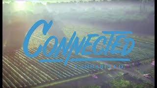 Berners Cookies Connected Cannabis Co releases 2017 Harvest Video showing their outdoor operation