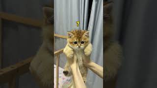 【牛奶是只猫】长辈的爱实在太汹涌了，把小奶猫的头舔的滂臭…#猫咪的迷