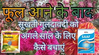 सूखती हुई गुलदाउदी को कैसे बचाएं : Chrysanthemum pruning time, how to save guldaudi for next year