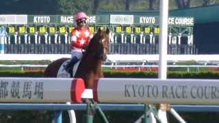 レッドロンメル　in 京都競馬場　at 2013.11.17.