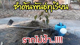 EP_024 บ้านสวนพิรดา - การเลี้ยงต้นพันธุ์ทุเรียนด้วยเข่งพลาสติก รากไม่ช้ำ..!!