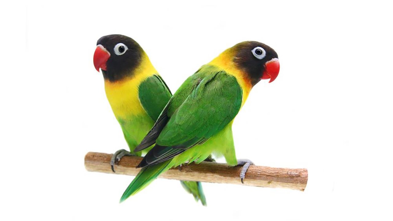 Black Masked Lovebirds Or Yellow Collared Lovebirds-Agapornis ...