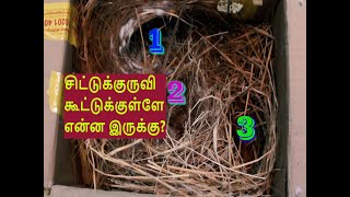 சிட்டுக்குருவி கூட்டுக்குள்ளே என்ன இருக்கு ?