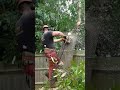 Mattree Professional Tree Care - Sawing