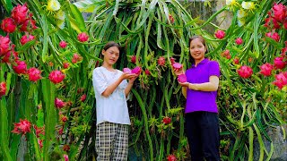 Harvesting Dragon Fruit on the High Mountain to Sell at the Market | Daily Life of a Single Mother