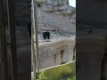 マーサが右側にいた！　 天王寺動物園 minnanotennojizoo マレーグマ　23.7.25 14 22