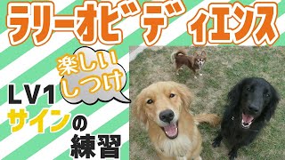 【トイプード】 簡単！愛犬と一緒に楽しめるドックスポーツ。ラリーオビディエンスをやってみよう①