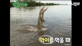 악어새가 바로 너였구나