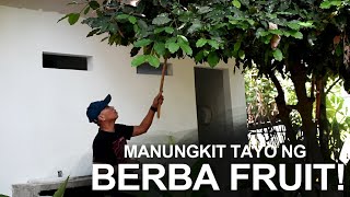 MANUNGKIT TAYO NG BERBA FRUIT