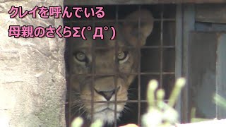 クレイ君に届け！母さくらの必死の呼び掛け☆彡とべ動物園にて