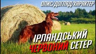 Ірландський ЧЕРВОНИЙ сетер - порода мисливських підрушничних собак! Ирландский красный сеттер