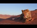 animal safari 4k სცენური ველური ბუნების ფილმი აფრიკული მუსიკით