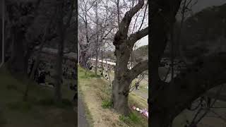 【2024年】岡山春の桜カーニバル　#桜　#春　#岡山　#サクラ　#桜カーニバル　#お店　#綺麗　#youtube #景色　#花　#人　#人数　#木　#2024 #明るい　#暑い　#google