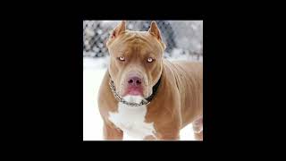 PİTBUL BÜYÜME #shorts #pitbull