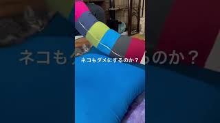 【ヨギボー】ダメになったネコのここあさん#shorts ＃yogibo