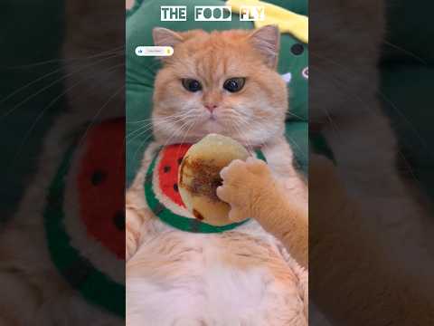 Eating with cat #youtube #youtubeshorts #shorts #short #ytshorts #trending #viral