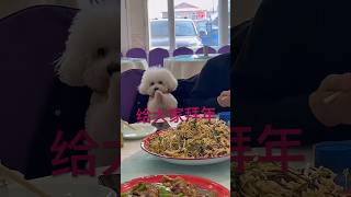 过年啦，给大家拜个年#宠物 #pets #马尔济斯 #puppy #cute #cutedog #dog #狗狗 #animals #新年 #funny