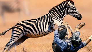 How Hard is it to Ride a Zebra