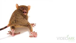 A Philippine tarsier (Tarsius syrichta syrichta) at the Avilon Zoo.