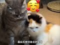 都说三花猫是猫界大美女，这下实锤了 宠物故事 动物故事 暖心故事